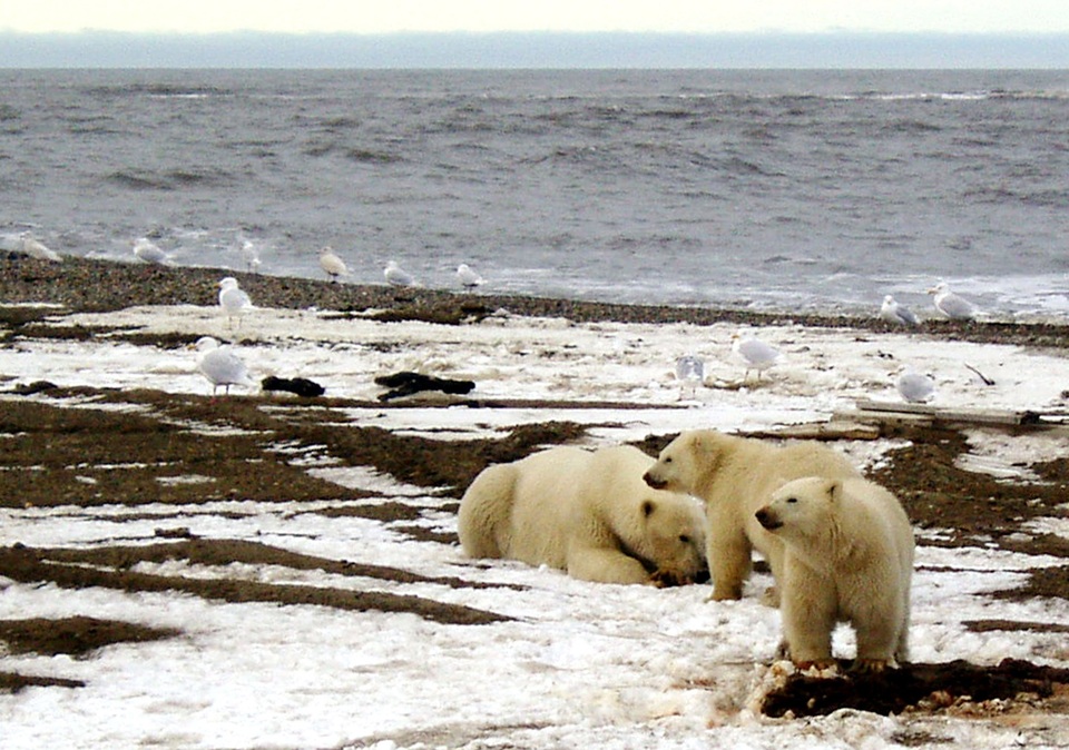 Rising temperatures that melt sea ice in the Arctic will probably reduce the polar bear population by a third over the next few decades scientists said on Monday (12/12). (Reuters Photo/US Fish and Wildlife Service)