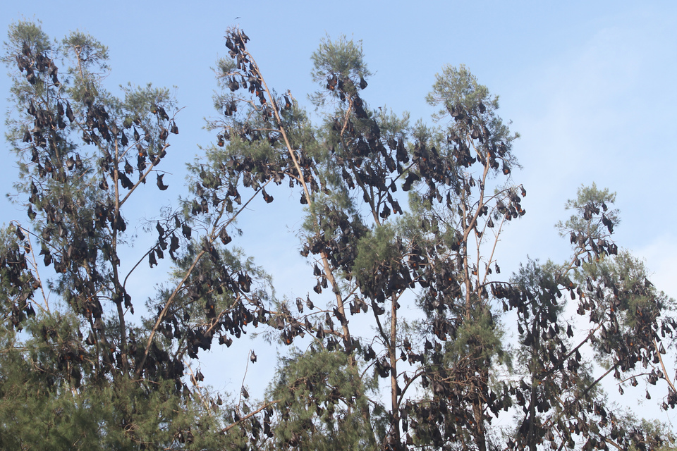Hundreds of bats are seen hanging on the pine trees on coast of Kuala Idi Cut in Darul Aman district, Aceh on Tuesday (06/12). Over the last few years bat populations have declined worldwide due to destruction of its habitat from the excessive use of pesticides. (Antara Photo/Syifa Yulinnas)