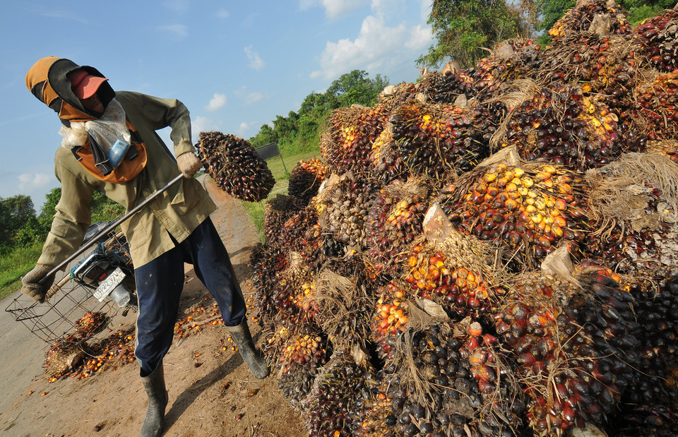  Indonesia exported 25.7 million metric tons of palm oil in 2016, down from 26.2 million metric tons in the previous year, the head of the country's estate crop fund said on Tuesday (10/01). (Antara Photo/Wahdi Septiawan)