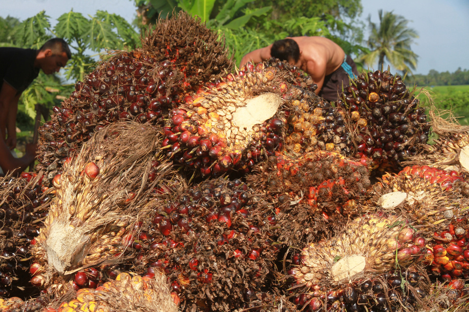 The government has relaxed rules on palm oil levies and derivative products effective immediately, following a drop in prices, according to a finance  ministry regulation issued on Wednesday. (Antara Photo/Syifa Yulinnas)