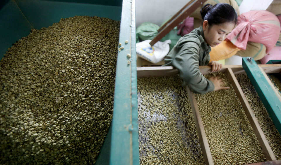 A woman checks coffee beans that are sorted by size at a coffee factory in Hanoi, Vietnam Nov. 22. (Reuters Photo/Kham)