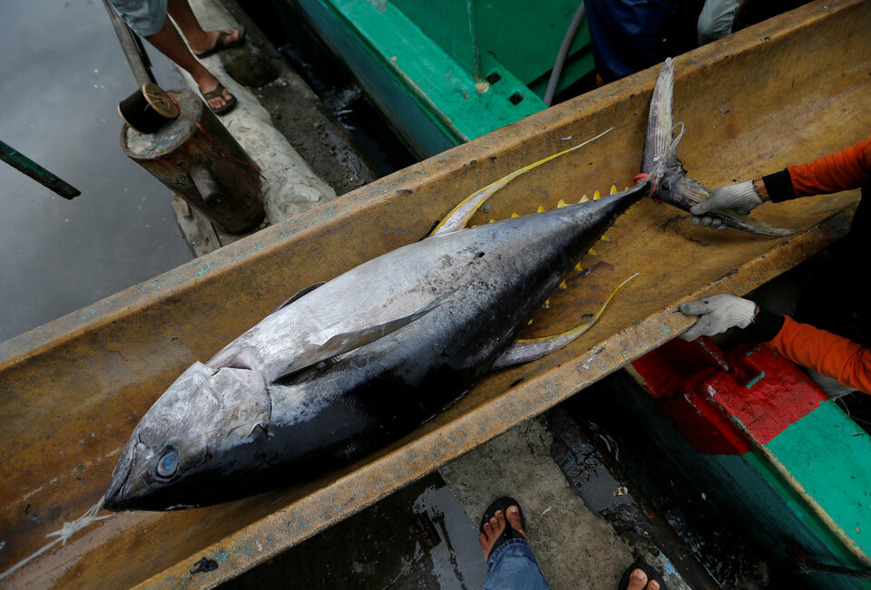 Several Japanese seafood processing companies plan to move their base of operations from Thailand to Indonesia to take advantage of abundant fish stocks in Southeast Asia's largest economy. (Reuters Photo/Beawiharta)