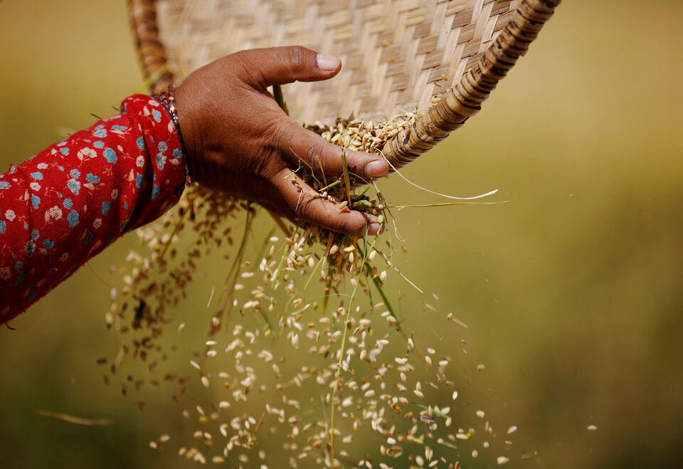 Vietnamese and Indian rice prices rose this week following strong demand from Bangladesh, though Thailand's high prices were starting to put off buyers, traders said on Thursday (22/06). (Reuters Photo/Navesh Chitrakar)