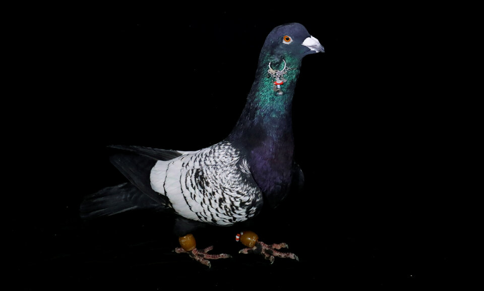 A pigeon, known as Siyah Kinifirli, with an approximate market value of 1000 Turkish Lira ($263), bred by 23-year-old Ismail Ozbek, is pictured in Sanliurfa, Turkey, December 23, 2016. Reuters Photo/Umit Bektas       