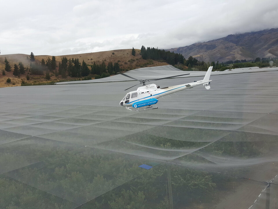 A helicopter is used to dry cherries at New Zealand Cherry CorpÕs orchard in Cromwell, in the South Island of New Zealand, January 18, 2016. Picture taken January 18, 2016. (Reuters Photo/New Zealand Cherry Corp)
