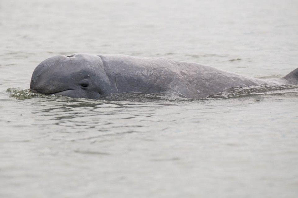 A researcher has warned that Indonesia's population of Irrawaddy dolphins (Orcaella brevirostris) is increasingly coming under threat. (Photo courtesy of Wikipedia/Stefan Brending)