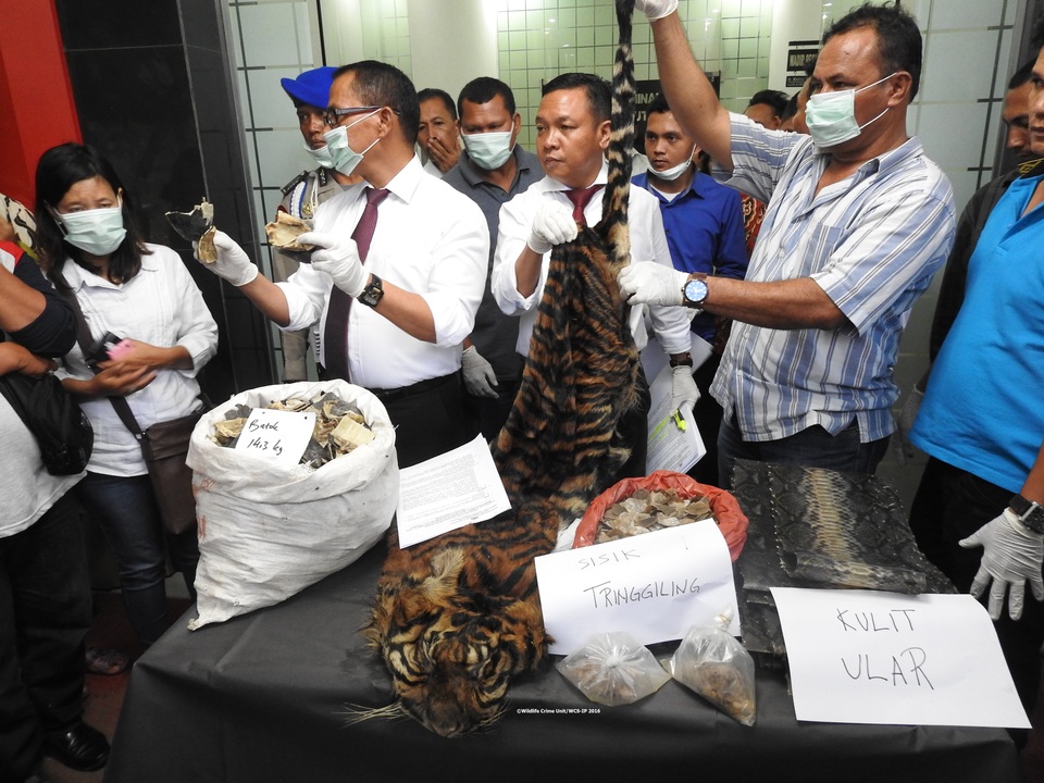 An Environment and Forestry Ministry official has called for a shift in perception so that tiger skins should no longer be considered luxury items. (Photo courtesy of Wildlife Conservation Unit-Indonesia Program)