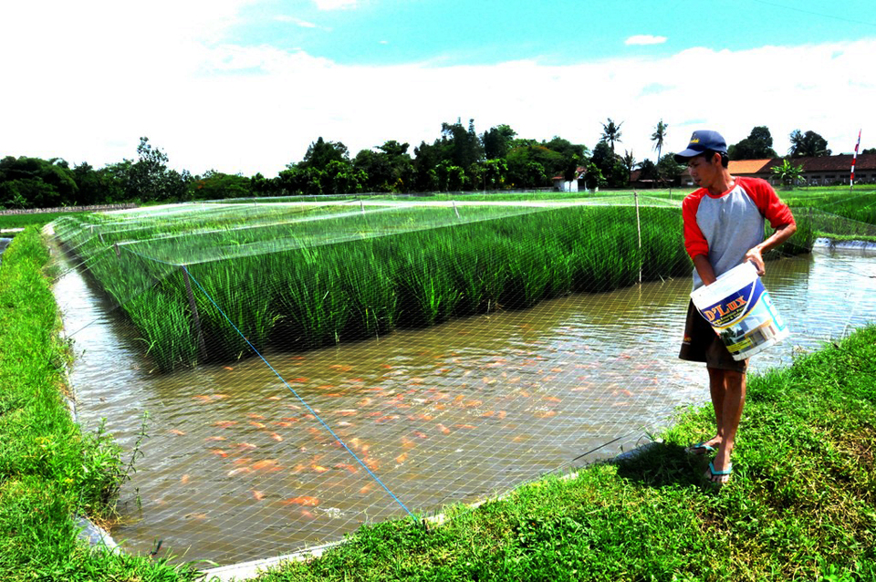 Rice-fish farms at Cibluk Village near Margoluwih, Sleman, a district of Yogyakarta. (Photo courtesy of FAO)