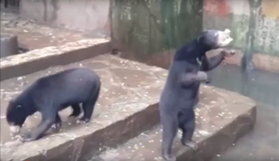 The Indonesia-based Scorpion Wildlife Trade Monitoring Group has demanded the closure of Bandung Zoo after finding severely malnourished sun bears in one of the institution's enclosures. (Screenshot from YouTube)