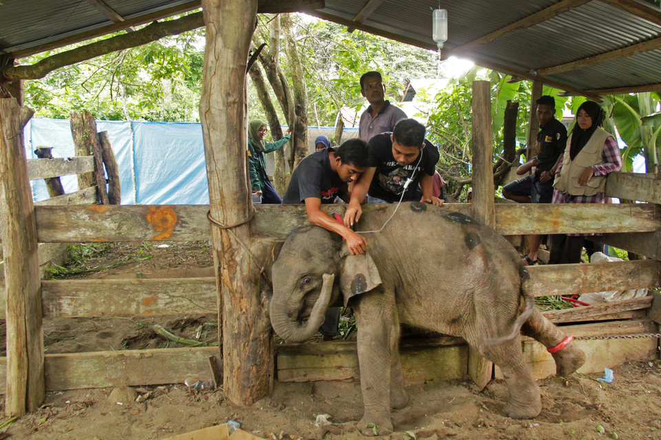 A baby elephant is being put on a drip at the Elephant Conservation Center in Saree, Aceh Besar, on Tuesday (17/01). (Antara Photo/Ampelsa)