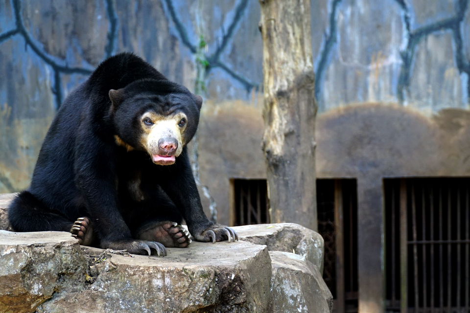 A sun bear (Helarctos malayanus) photographed at the Bandung Zoo in West Java on Saturday (21/01). The Conservation Policy Working Group of Indonesia has urged the government to amend conservation laws in light of the situation at the zoo. (Antara Photo/Agus Bebeng) 