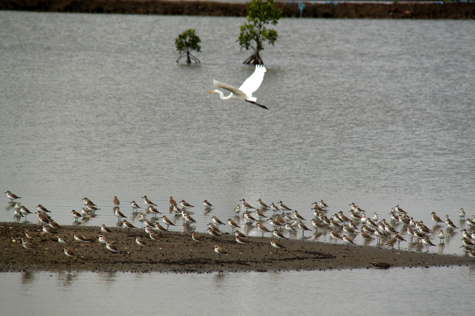 Birds flock to a mangrove forest near Lampulo Port in Banda Aceh. (Antara Photo/Ampelsa)