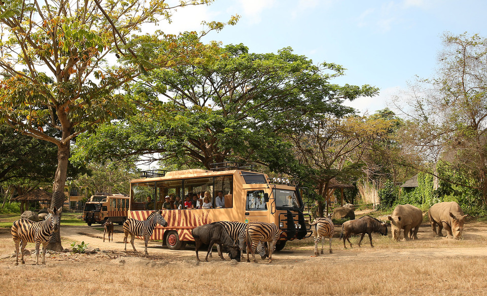 Zebras and rhinos play out in the open at Bali Safari Marine Park. Visitors can see the animals by traveling on the park's safari cars. (JG Photo/Kaysee Watson)