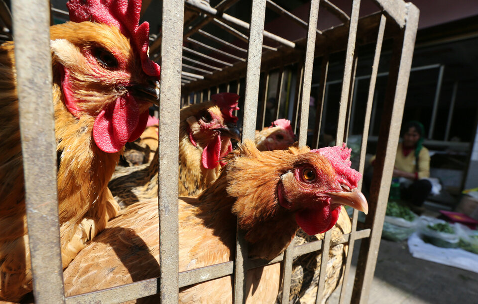 Chickens are seen in a livestock market in Kunming, Yunnan province, China. (Reuters Photo) 