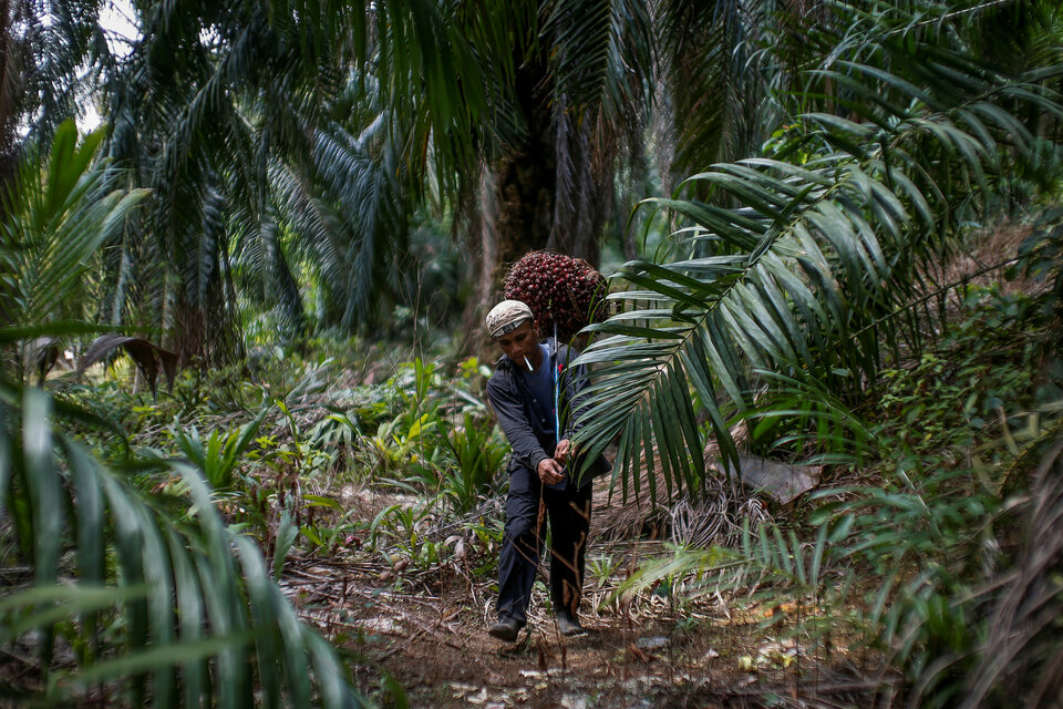 The Indonesian Forum for the Environment (Walhi) has criticized an argument in support of sustainable palm oil by the Indonesian Solidarity Party (PSI), saying it was misleading. (Reuters Photo/Samsul Said)