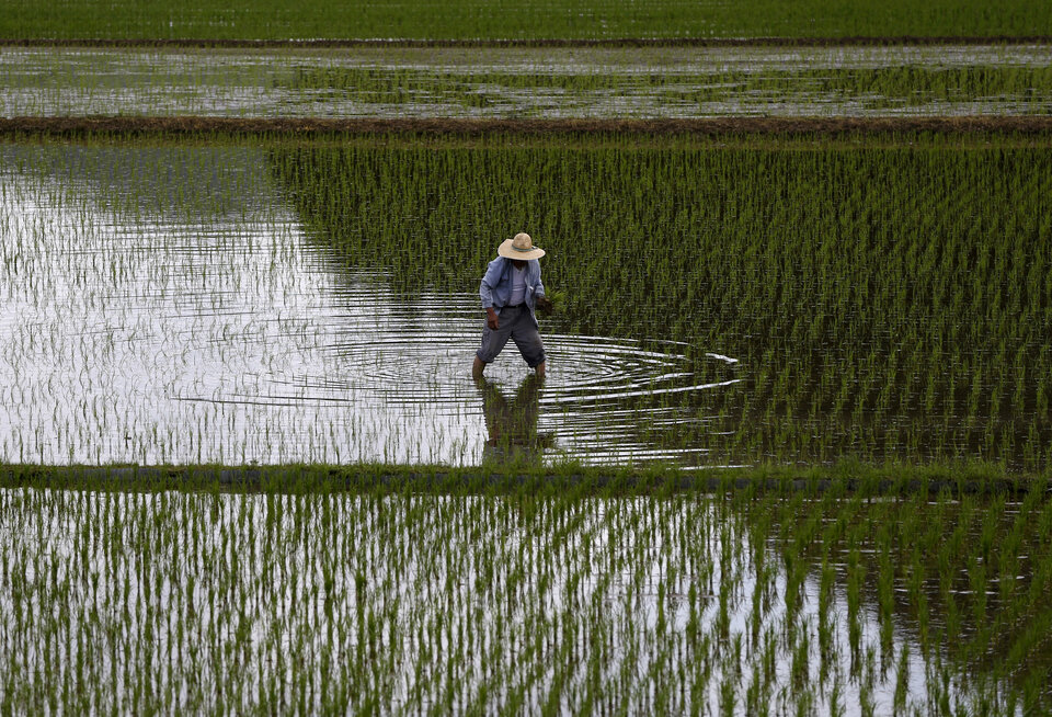Asia needs to make extra efforts to defeat hunger after progress has slowed in the last five years, including promoting so-called 'smart crops' as an alternative to rice, the head of the UN food agency in the region said. (Reuters Photo/Issei Kato)