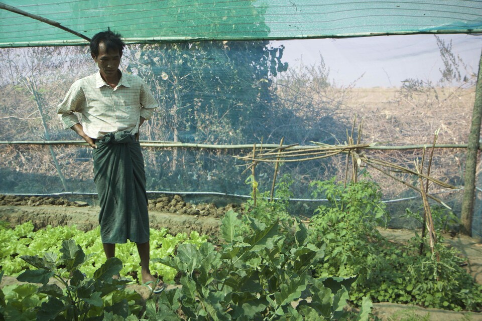 Thein Htay, 49, with his 17-feet by 24-feet greenhouse at the back of his home in in Shwe Bon Thar village, Myingyan Township, part of the Dry Zone, on Feb 22, 2017. He uses drip irrigation to grow mustard leaves, kailan, lettuce, eggplants and carrots. Most of the produce goes into the family meal and he gives away the rest to neighbors.  (Reuters Photo/Thin Lei Win)