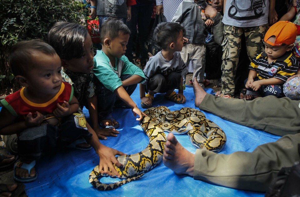 A 25-year old farmer was swallowed whole by a 7-meter python in a village in West Sulawesi on Sunday (26/03). (SP Photo/Joanito de Saojoao)