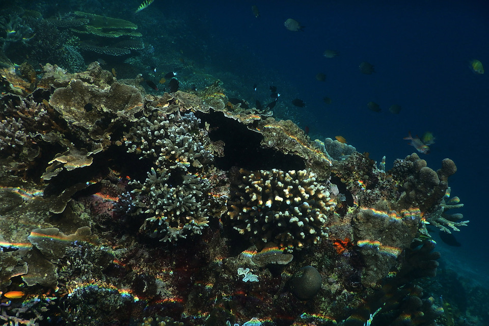 Corals of Raja Ampat in West Papua. (B1 Photo/Danung Arifin)