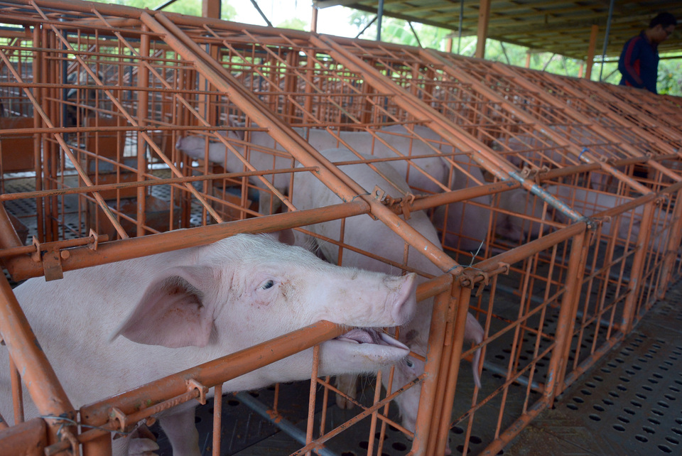 No more pigs in Bali have been killed by the African swine fever in the past week. (Antara Photo/Wira Suryantala)