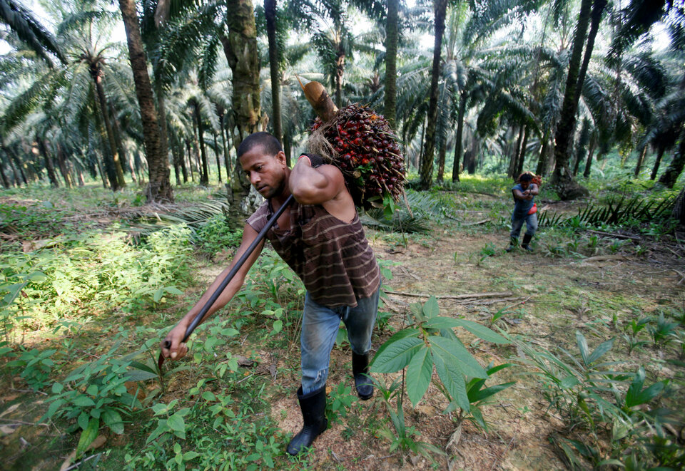 Environmental organization Rainforest Action Network, or RAN, last week called for reforms at Indonesian food giant Indofood, as a new report details ongoing worker exploitation, poverty-level wages and hazardous work conditions at 'sustainable'-certified plantations owned and operated by the company. (Reuters Photo/Bazuki Muhammad)