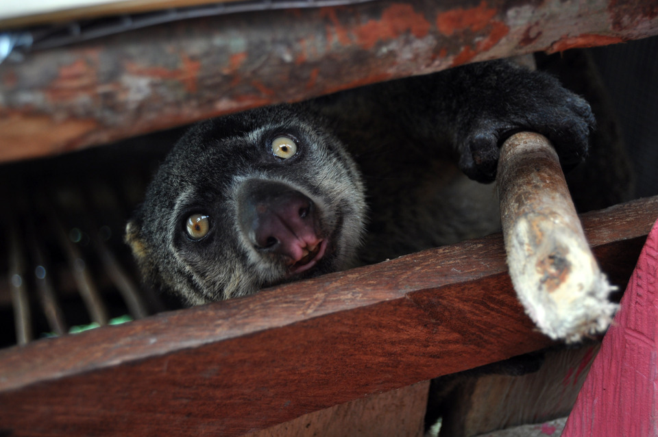 A Sulawesi bear cuscus, or Ailurops ursinus, is trapped in a cage belonging to residents of Parigi Moutung in Central Sulawesi on Wednesday (12/04). (Antara Photo/Mohamad Hamza)