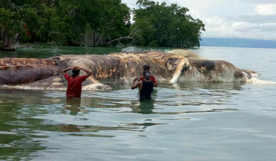 The Indonesian Institute of Sciences, or LIPI, confirmed that the remains of a marine animal that washed up on the shores of Seram Island in Maluku province last week was actually a whale and not a giant squid, contrary to previous reports. (BeritaSatu Photo)