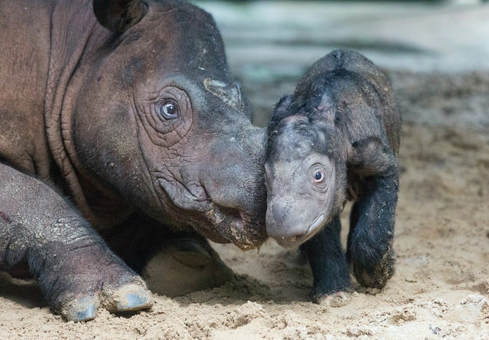 Sumatran Rhino Consortium and the Ministry of Environment and Forestry on Tuesday (16/05) launched a social media campaign involving Delilah, a one-year old Sumatran rhino, to raise awareness about the critically endangered species. (Photo courtesy of Delilah's official Facebook account)