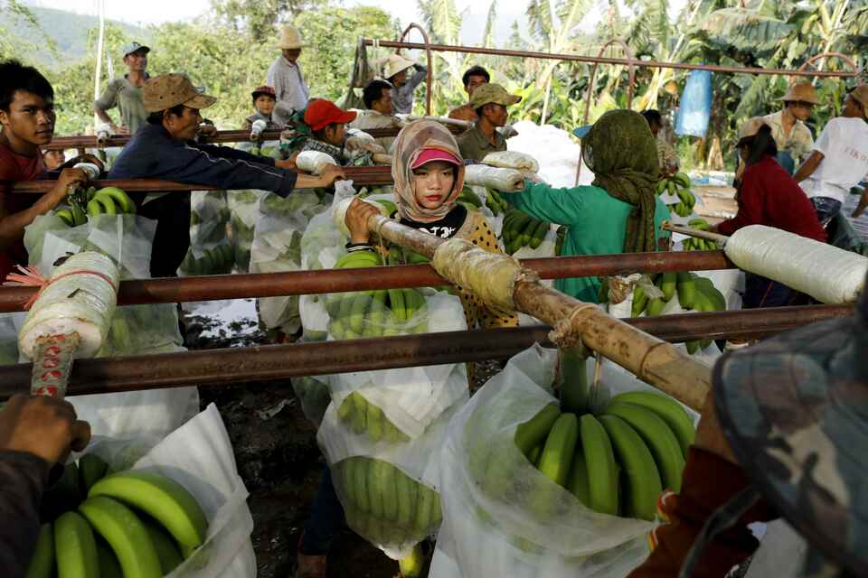 A woman waits to deliver her harvest at a packing line at a banana plantation operated by a Chinese company in the province of Bokeo in Laos April 25, 2017. Reuters Photo/Jorge Silva     