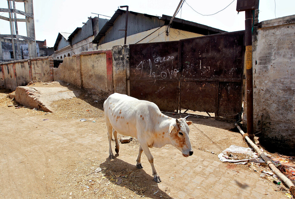 A cow walks past a closed slaughter house in Allahabad, India March 28, 2017. (Reuters Photo/Jitendra Prakash)