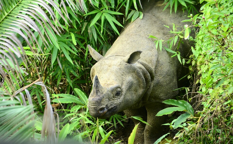 A new collaborative study published on Tuesday (09/05) underlined the urgency of creating a safer conservation area for the remaining few Javan rhinoceros — Rhinoceros sondaicus — due to risks from natural disasters at their present site. (Photo courtesy of WWF Indonesia)