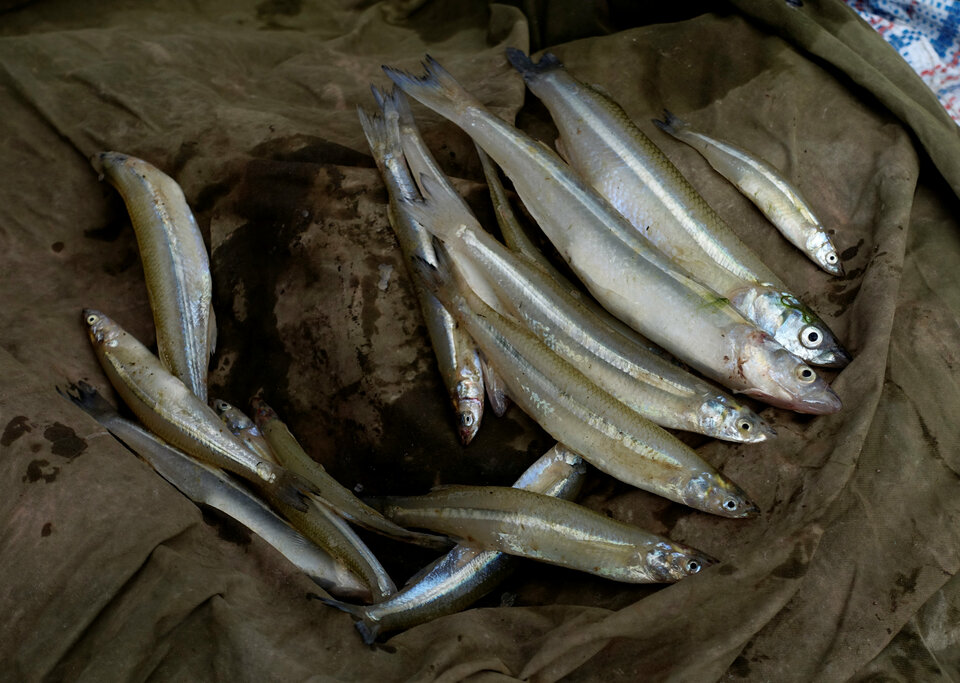 Fishing fleets dump about 10 percent of the fish they catch back into the ocean in an 'enormous waste' of low-value fish despite some progress in limiting discards in recent years, scientists said on Monday (26/06). (Reuters Photo/David Mercado)