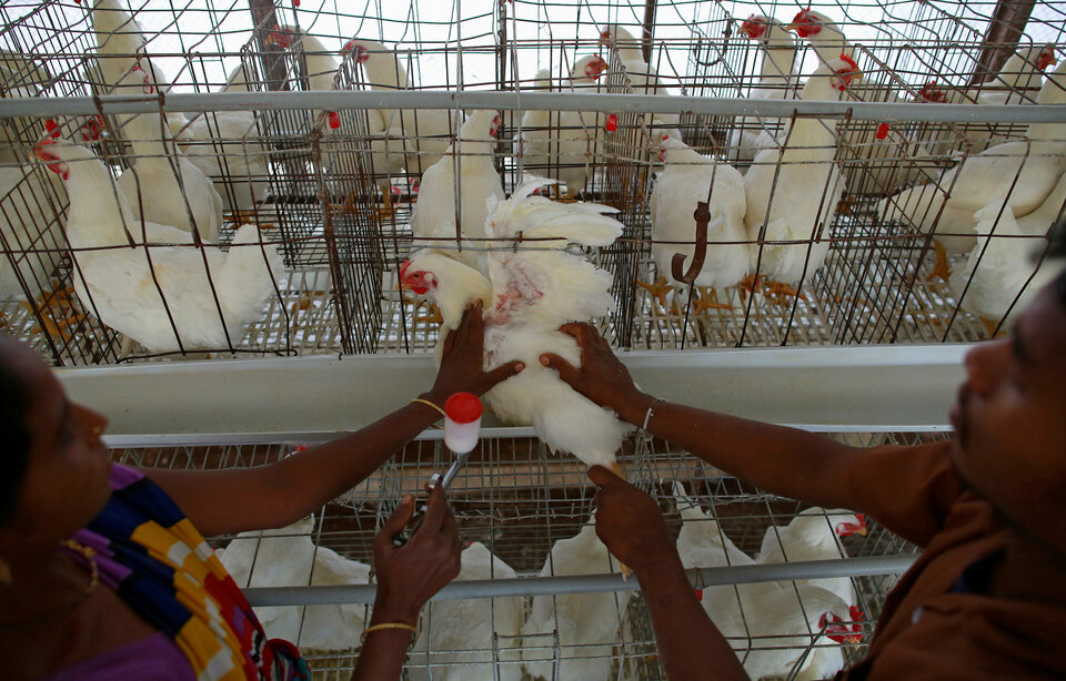 Brazil said it may renew chicken exports to Indonesia as early as 2018 after a World Trade Organization panel ruled on Tuesday (17/10) that the Southeast Asian country's restrictions on such imports from the South American nation were unjustified. (Reuters Photo/Danish Siddiqui)