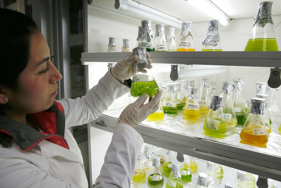 A biochemist shows different types of micro algae for the study and manufacture of a biofuel in high displacement diesel engines for reducing emissions of gases and particulate matter in Santiago, Chile, on  June 28, 2017. (Reuters Photo/Rodrigo Garrido)