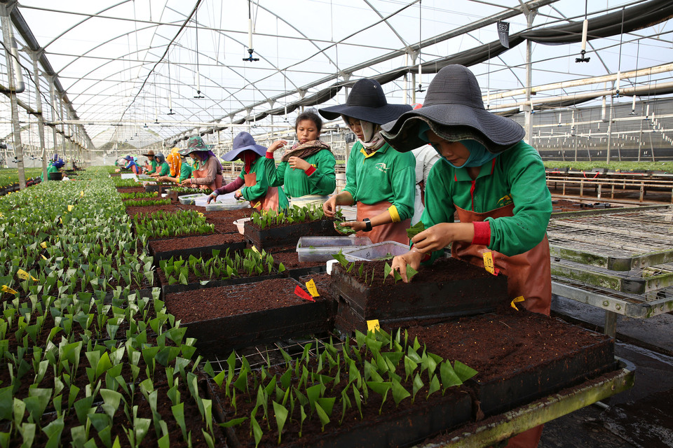 Kerinci Central Nursery 2 — one of the four central nurseries owned by RAPP. (Photo courtesy of RAPP)