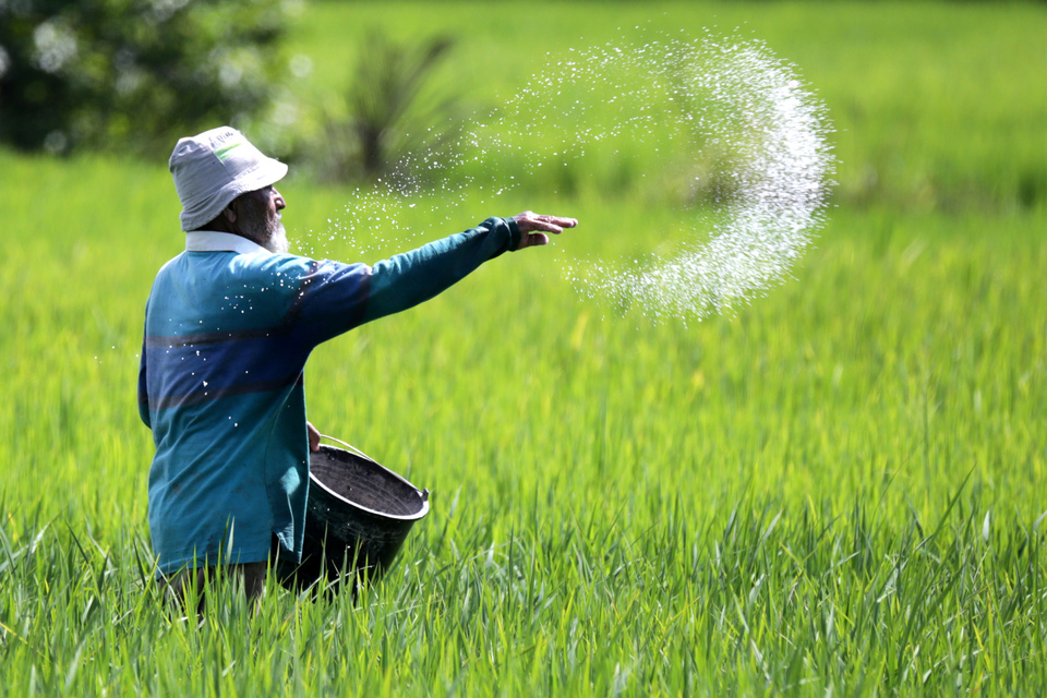 A farmer spreads fertilizer on his rice field in Blang Bintang, Aceh, on Wednesday (12/07). (Antara Photo/Irwansyah Putra)