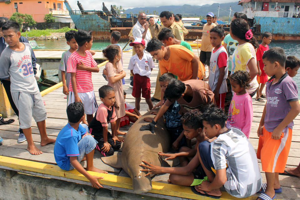 Children crowd around a dead dugong that was stranded on a beach in Mamokeng, a tiny port town in Maluku, on Monday (10/07). (Antara Photo/Embong Salampessy)