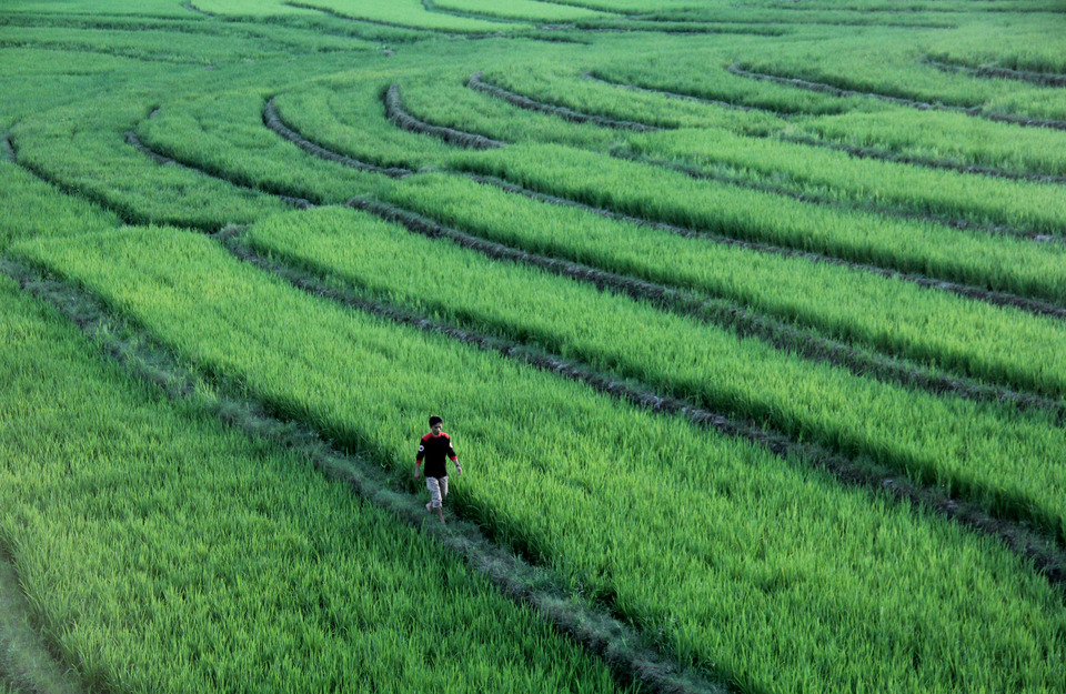 A man walks through the rice fields in Bulukumba, South Sulawesi, on Saturday (08/07). In 2017, the Ministry of Agriculture seeks to expand the paddies by 80,000 hectares in a drive for food self-sufficiency. (Antara Photo/Abriawan Abhe)