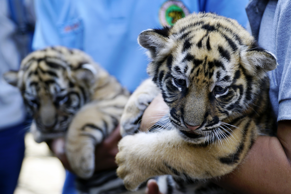 Two 39-day-old Bengali tiger cubs being introduced to the public at Bandung Zoo in West Java on Wednesday (02/08). The cubs were born to mother Shilla (8) and father Shahruk Khan (15) in a captive breeding program. (Antara Photo/Agus Bebeng)