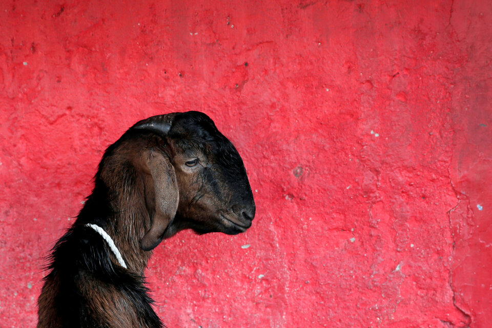 A goat for sale for the upcoming Muslim Eid Al-Adha holiday in Jakarta, Indonesia August 30, 2017. REUTERS/Beawiharta