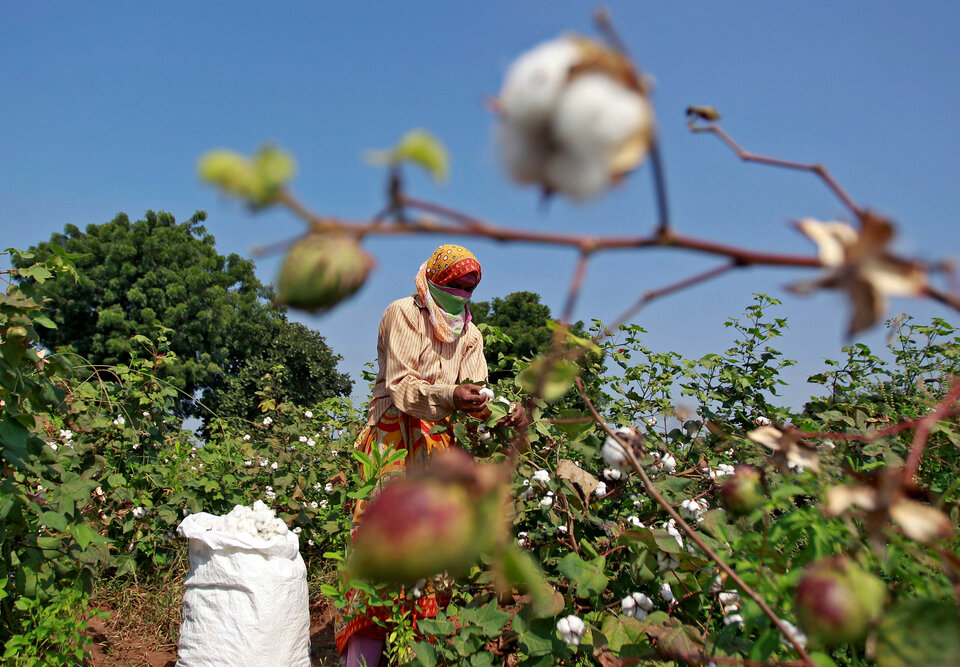 A worker harvests cotton in a field on the outskirts of Ahmedabad, India. (Reuters Photo/Amit Dave)