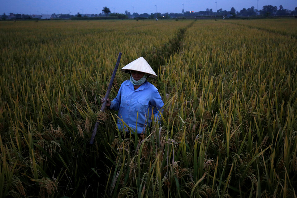 A farmer harvests rice ahead of Doksuri storm in Thanh Hoa, Vietnam, September 14, 2017.  (Reuters Photo/Kham)