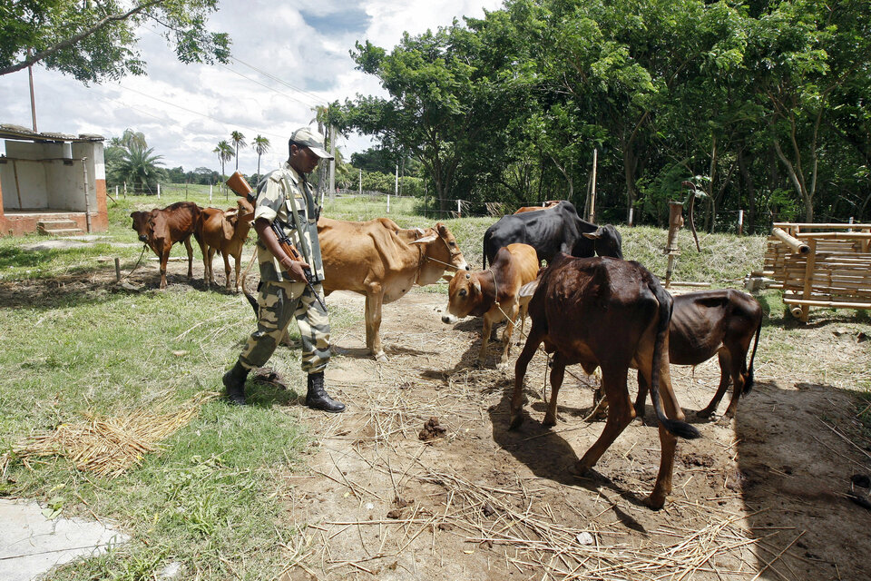 An Indian Border Security Force (BSF) soldier guards captured cattle from the unfenced India-Bangladesh border in West Bengal. (Reuters Photo/Rupak De Chowdhuri)