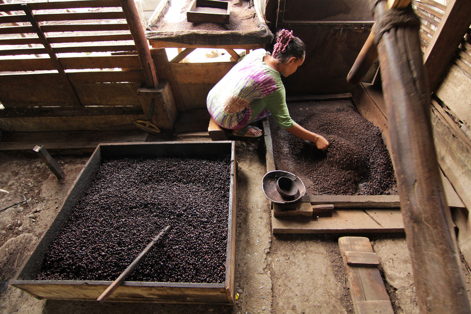 A worker pounds coffee beans in Lamreueng Village in Aceh Besar, Aceh, on Saturday (07/10). In Aceh, coffee producers are able to process 200 kilograms of coffee powder each day. (Antara Photo/Ampelsa)

