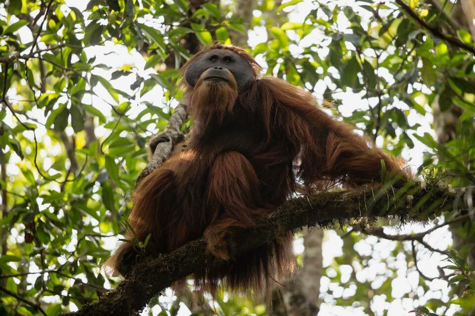 Mature Tapanuli Orangutan (Tim Laman/National Geographic Creative)