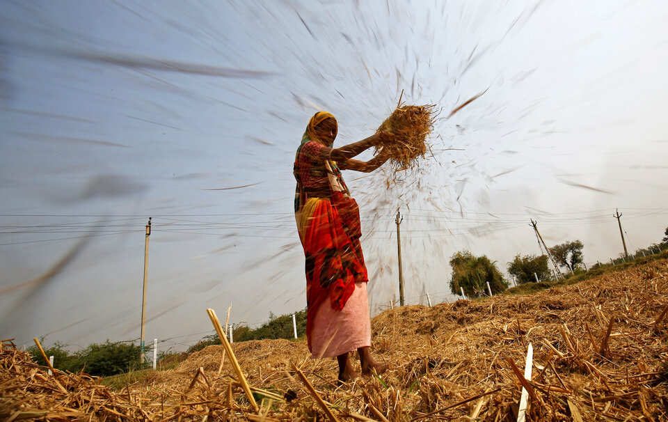 A woman winnows rice in a field on the outskirts of Ahmedabad, India November 10, 2017. (Reuters Photo/Amit Dave)