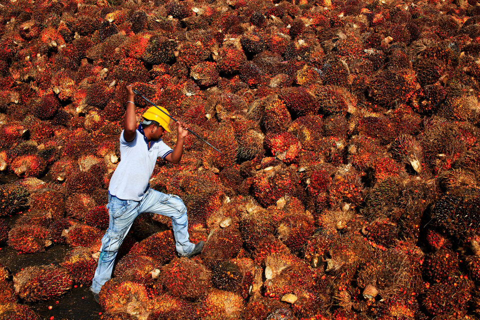 A worker collects palm oil fruit inside a palm oil factory in Sepang, outside Kuala Lumpur, Malaysia February 18, 2014.  (Reuters Photo/Samsul Said)