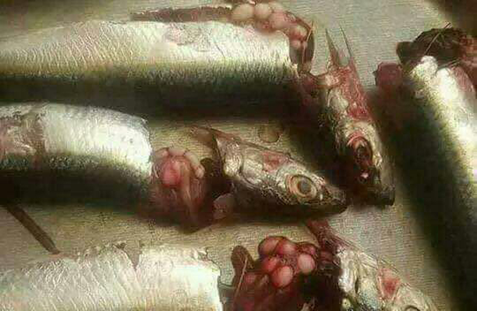 Glugea sardinellensis is a parasite of sardines fish. (Picture taken from the Ministry of Maritime Affairs and Fisheries' website)