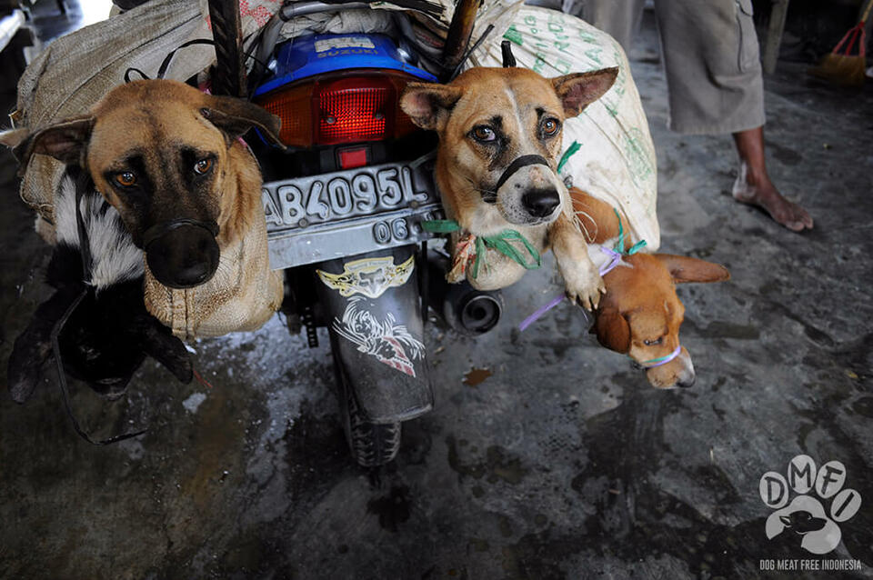 The Dog Meat Free Indonesia Coalition, together with world-renowned celebrities launched a global campaign to stop the trade in dog meat at Hotel Gran Mahakam in South Jakarta on Thursday (02/11), following recent disturbing findings of animal cruelty in the country. (Photo courtesy of DMFI)