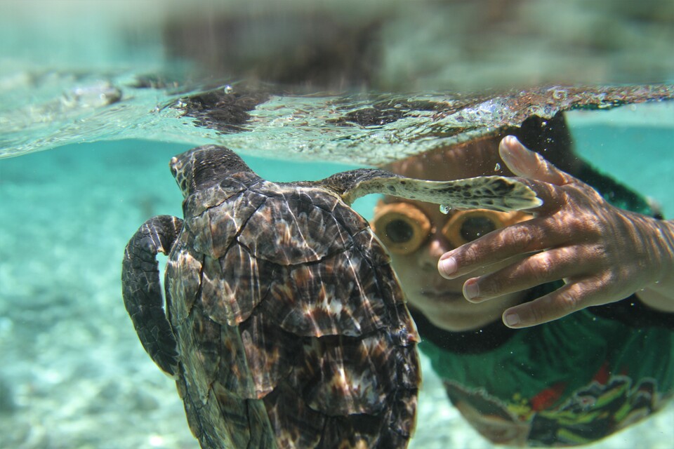 A child plays with a young sea turtle in the waters off Matahora Beach in Wakatobi, Southeast Sulawesi, on Saturday (11/11). Residents have decided not to harm or capture sea turtles and will impose punishments on any individual found to take the turtles out of their habitat. (Antara Photo/Jojon)

